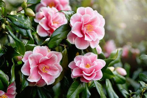 Legendary Stories: Autumn Magic Blossom Camellia in Folklore